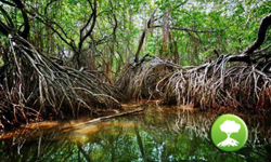 Manglar App