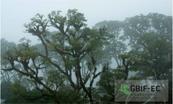 Publicación de datos en el nodo nacional de GBIF